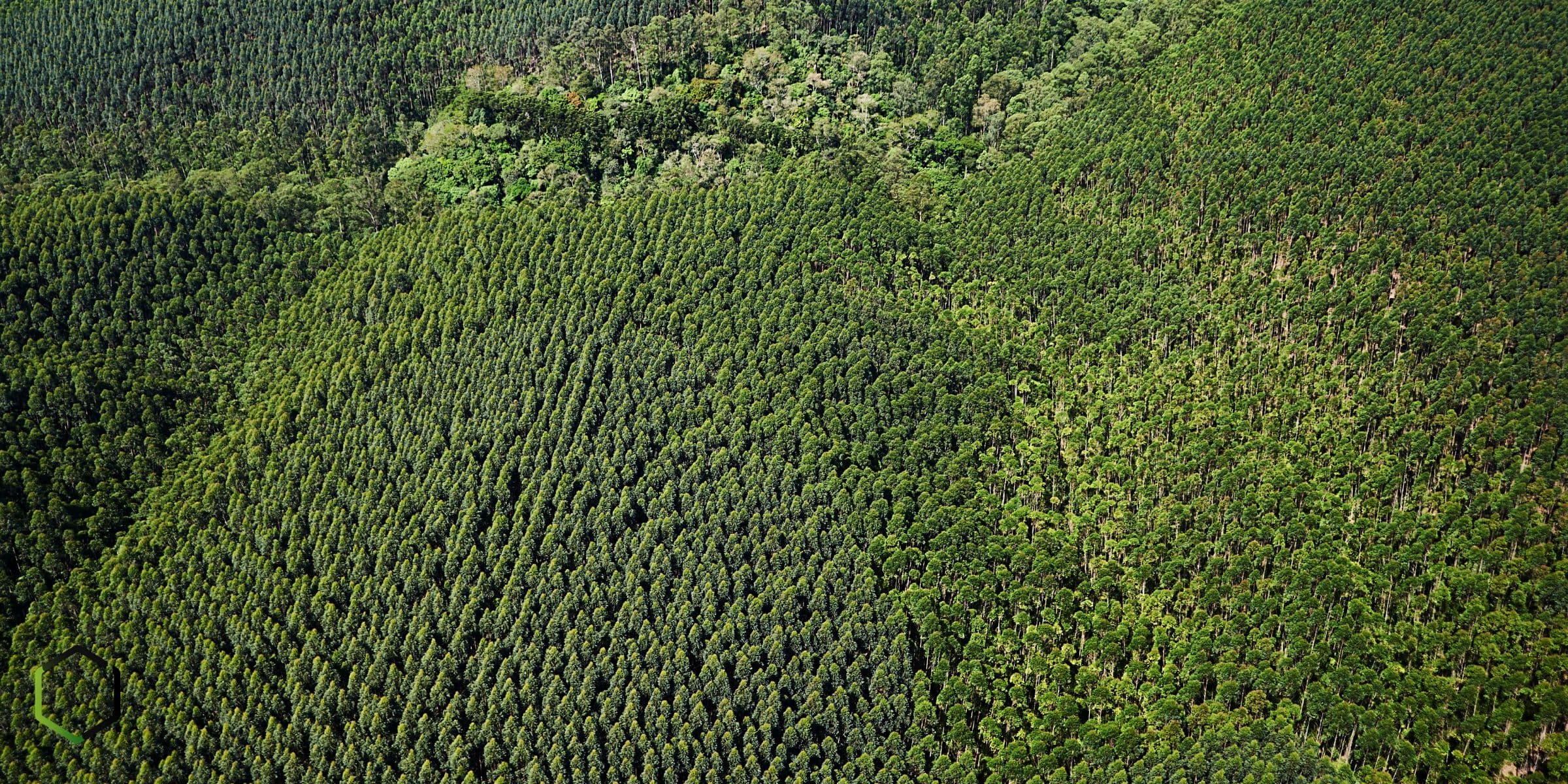 Plantation forestry landscape representing eligible residue supply for Raw Carbon's planned Richards Bay hub.
